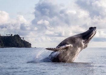 Más de 8.000 ballenas llegarán al pacífico colombiano mientras comunidades impulsan modelo de avistamiento responsable   
