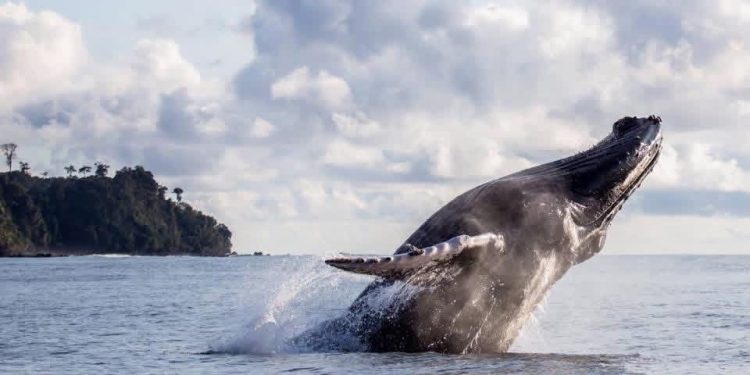 Más de 8.000 ballenas llegarán al pacífico colombiano mientras comunidades impulsan modelo de avistamiento responsable