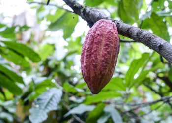 Cacao con valor agregado: Córdoba busca atraer inversión para conquistar mercados premium   