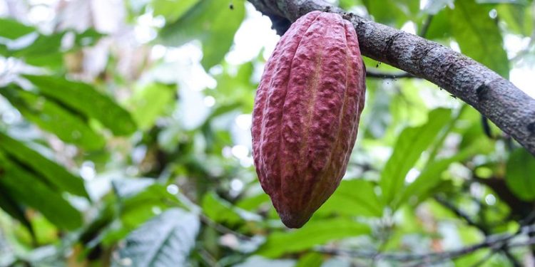 Cacao con valor agregado: Córdoba busca atraer inversión para conquistar mercados premium